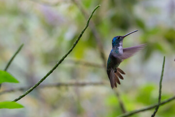 colibrí © AndraMontano