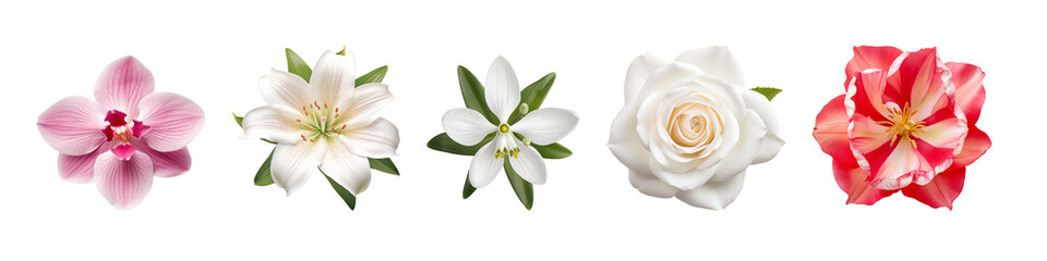 Set of flowers of different colors isolated on a transparent background. Orchid, lily, jasmine, rose and tulip on a white background. Botany symbol. Design elements to insert into a design or project.