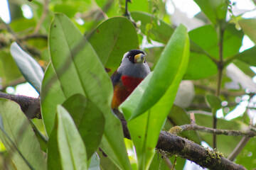 Semnornis Ramphastinus Toucan Barbet. Pájaro