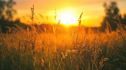 Papier Peint photo Lavable Prairie, marais meadow field bathed in the warm hues of the sunset. Convey the serene beauty of nature at its golden hour