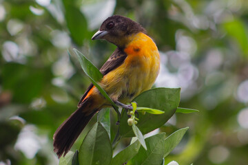 Ramphocelus Flammigerus Tangara