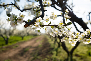 blooming apricot tree branch in the garden in spring