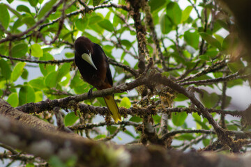 Crested Oropendola, Psarocolius Decumanus, 