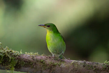 Chlorophanes Spiza Mielerito Verde Hembra