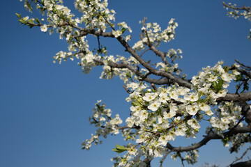 blooming apricot or peach tree branch on blue sky background