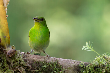 Chlorophanes Spiza Mielerito Verde. Hembra