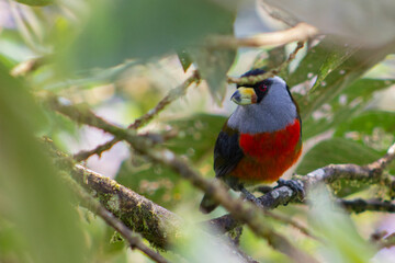 Naklejka premium Semnornis Ramphastinus Toucan Barbet. Pájaro