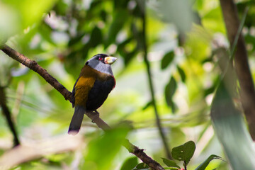 Semnornis Ramphastinus Toucan Barbet. Pájaro