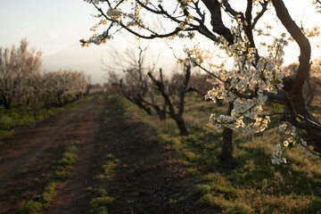 blooming peach tree branch in the garden at sunset time