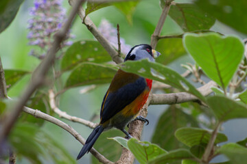 Semnornis Ramphastinus Toucan Barbet. Pájaro