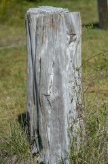 Fototapeta na wymiar old stump