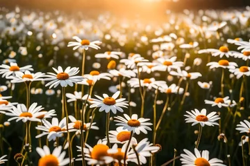 Deurstickers field of daisies © Sadia