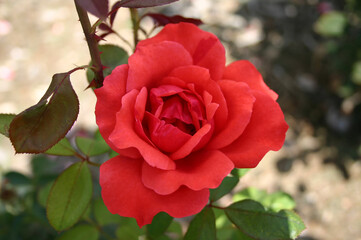 photograph of beautiful red rose in full bloom 