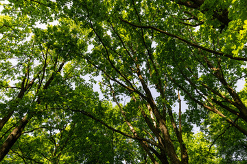 an oak tree with green foliage in the spring season