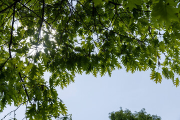 oak with green foliage in the spring season