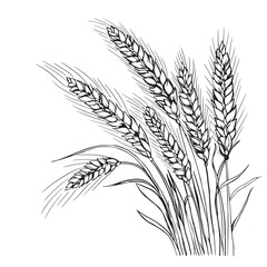 Grains plants and cereal, rye barley and wheat ear spikes. Bakery food concept. Hand drawn sketch vector illustration - obrazy, fototapety, plakaty