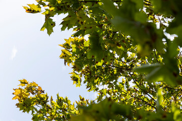 yellowing foliage on maples in autumn weather