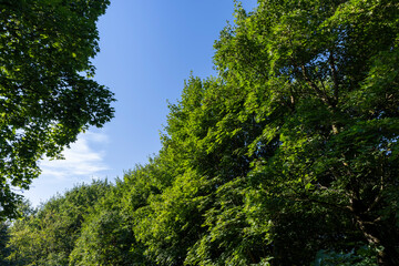 Deciduous trees with green foliage in summer