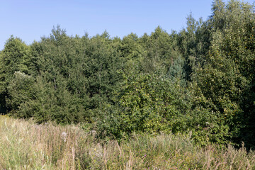 Different trees growing together in the forest