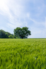 Fototapeta premium old oak with green foliage in summer