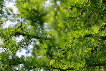 soft green needles on larch in spring, close-up