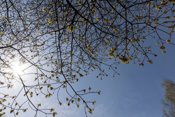 a flowering maple tree in the spring season, a spring park