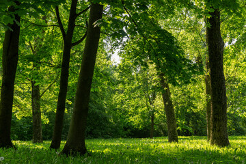 Fototapeta na wymiar deciduous trees with green foliage in spring, green foliage