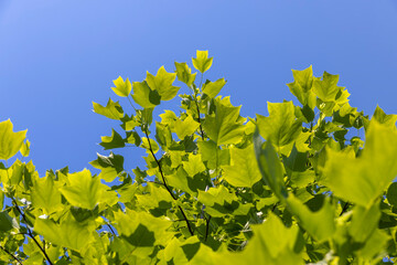 tulip tree with green foliage in windy weather
