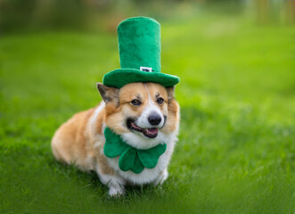 portrait of a funny corgi dog puppy in a green leprechaun hat in honor of St. Patrick sitting on...