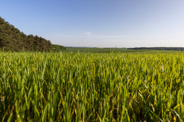 a large number of green wheat sprouts in the spring season