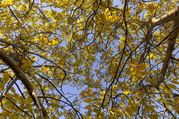 yellow-green walnut foliage in a fruit garden