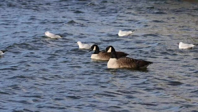 Canada goose (Branta canadensis) with Black-headed gull on the lake