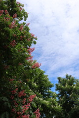  Flowering horse chestnut trees against the sky, background image