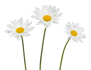 Anthemis blanche	