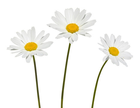 Anthemis blanche	
