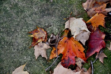Fall Maple Leaves on Stone