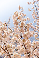 가지에 달려 있는 활짝 핀 벚꽃 