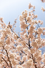 가지에 달려 있는 활짝 핀 벚꽃 