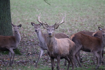 Deer group