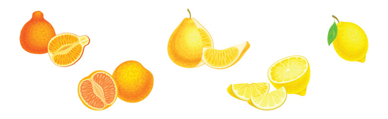 Citrus Fruit with Rind or Peel and Juicy Flesh Vector Set