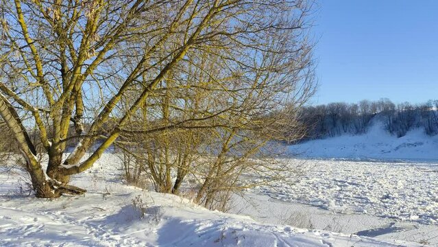 Bare trees in winter on river coast at frozen day