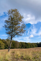 Vertical view over some of the heathlands and woodlands of Hoge Veluwe National Park (Het Nationale Park De Hoge Veluwe) the Netherlands with dramatic white clouds in blue sky