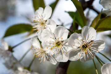 cherry, flowers, white, a lot, spring, garden, leaves, green, tree, branch, macro, day, beautiful, botany, flora, nature, natural