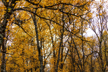 bosque en otoño