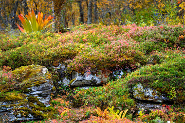 bosque otoñal con con muchos colores