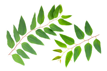 Fototapeta na wymiar Eucalyptus leaves on white background.