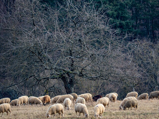 Obraz premium Schafe auf einer Weide am Waldrand