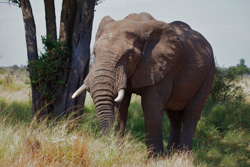 Fototapeta premium Afrikanischer Elefant / African elephant / Loxodonta africana