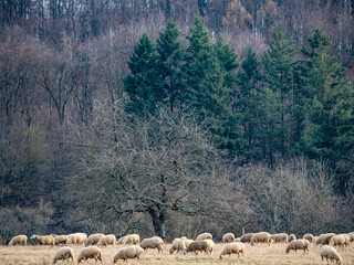 Schafe auf der Weide