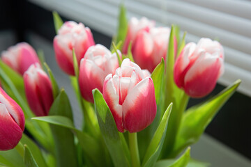 Pink and white tulips in office close up